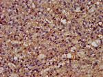 GPR177 Polyclonal Antibody