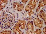 GPR177 Antibody in Immunohistochemistry (Paraffin) (IHC (P))