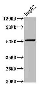 GPR177 Antibody in Western Blot (WB)