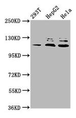 MLK4 Polyclonal Antibody
