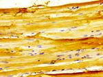 GPRC6A Antibody in Immunohistochemistry (Paraffin) (IHC (P))