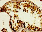 GPRC6A Antibody in Immunohistochemistry (Paraffin) (IHC (P))