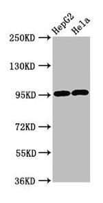 GPRC6A Antibody in Western Blot (WB)