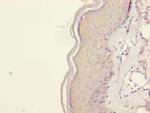 REEP5 Antibody in Immunohistochemistry (Paraffin) (IHC (P))