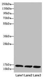 REEP5 Antibody in Western Blot (WB)