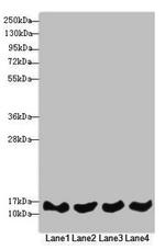 REEP5 Antibody in Western Blot (WB)