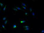 ATL3 Polyclonal Antibody