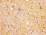 ATL3 Antibody in Immunohistochemistry (Paraffin) (IHC (P))