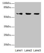 ATL3 Antibody in Western Blot (WB)