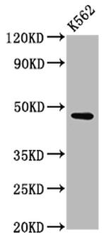 C1orf58 Antibody in Western Blot (WB)