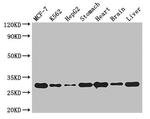 RBG1L Antibody in Western Blot (WB)