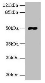 FAM69A Polyclonal Antibody