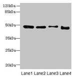 DDI2 Antibody in Western Blot (WB)