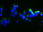 DUSP13 Polyclonal Antibody