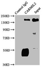 RLTPR Polyclonal Antibody