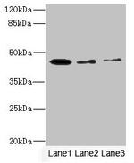SIGIRR Antibody in Western Blot (WB)