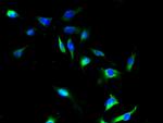 SFXN4 Polyclonal Antibody