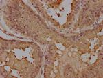 SFXN4 Antibody in Immunohistochemistry (Paraffin) (IHC (P))