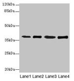 SFXN4 Antibody in Western Blot (WB)
