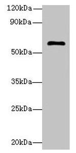 GK5 Polyclonal Antibody
