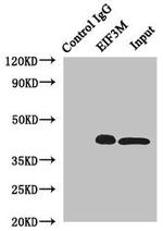 PCID1 Antibody in Western Blot (WB)