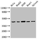 PCID1 Antibody in Western Blot (WB)