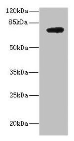 AspRS Antibody in Western Blot (WB)