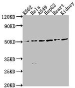 ENPP7 Antibody in Western Blot (WB)