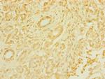 TAS1R3 Polyclonal Antibody