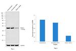 RAB12 Antibody in Western Blot (WB)