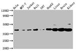 PNCK Antibody in Western Blot (WB)