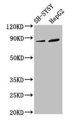 DPY19L3 Antibody in Western Blot (WB)