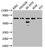 FAM5C Antibody in Western Blot (WB)