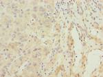 ARMX2 Antibody in Immunohistochemistry (Paraffin) (IHC (P))