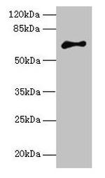 ARMX2 Antibody in Western Blot (WB)