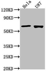USP17L1 Polyclonal Antibody