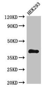 DHRS13 Antibody in Western Blot (WB)