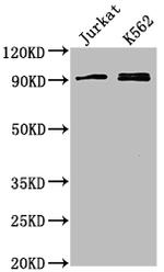 MARK2 Antibody in Western Blot (WB)