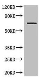 GRAMD4 Antibody in Western Blot (WB)