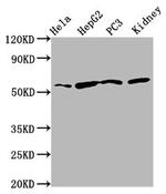 TTI2 Antibody in Western Blot (WB)