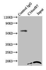 C16orf87 Polyclonal Antibody