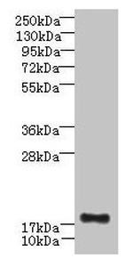 C16orf87 Antibody in Western Blot (WB)