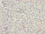 TTLL7 Polyclonal Antibody
