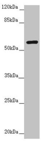 CEP57 Antibody in Western Blot (WB)