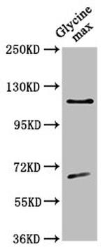 CESA4 Antibody in Western Blot (WB)