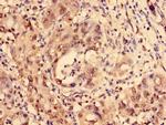 LDB1 Antibody in Immunohistochemistry (Paraffin) (IHC (P))