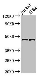 LDB1 Antibody in Western Blot (WB)