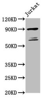 TAX1BP1 Polyclonal Antibody
