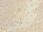 ARMC9 Polyclonal Antibody