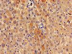 SPRED1 Antibody in Immunohistochemistry (Paraffin) (IHC (P))